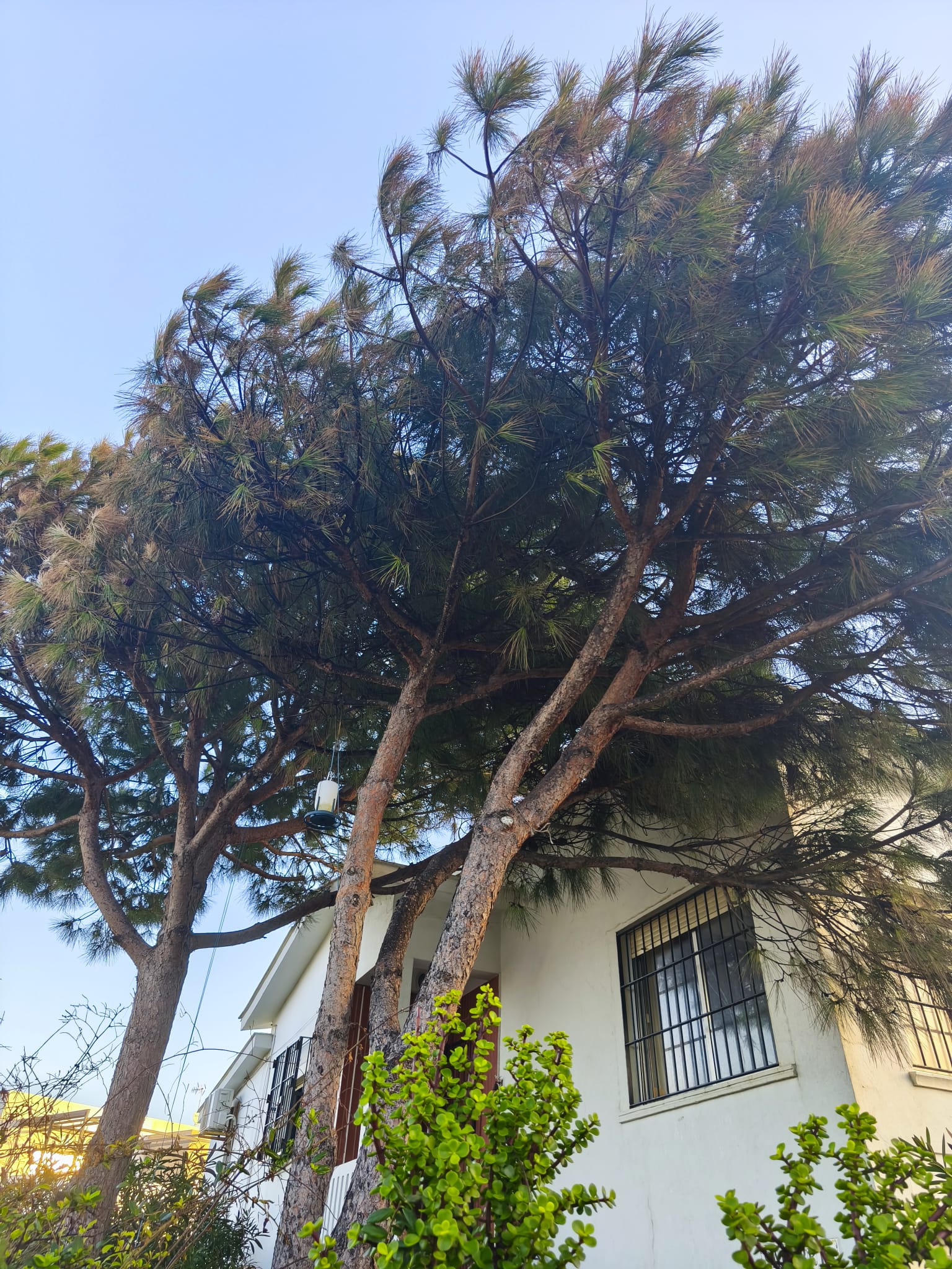 Trabajo de jardinería Clima Verde 4